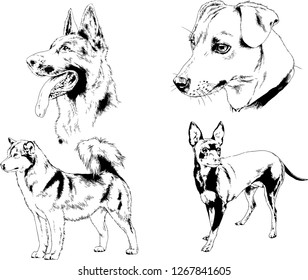 vector drawings sketches pedigree dogs in the racks drawn in ink by hand , objects with no background