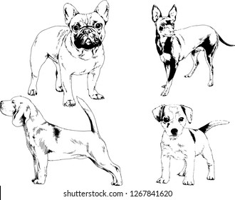 vector drawings sketches pedigree dogs in the racks drawn in ink by hand , objects with no background