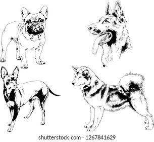 vector drawings sketches pedigree dogs in the racks drawn in ink by hand , objects with no background