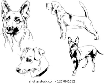 vector drawings sketches pedigree dogs in the racks drawn in ink by hand , objects with no background