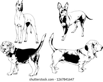 vector drawings sketches pedigree dogs in the racks drawn in ink by hand , objects with no background