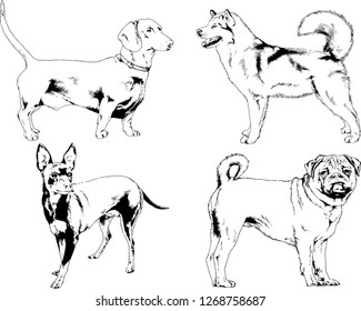 vector drawings sketches pedigree dogs in the racks drawn in ink by hand , objects with no background