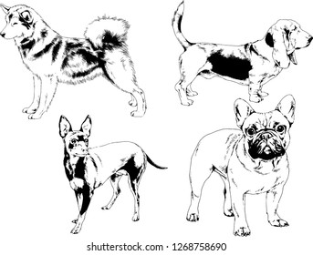 vector drawings sketches pedigree dogs in the racks drawn in ink by hand , objects with no background