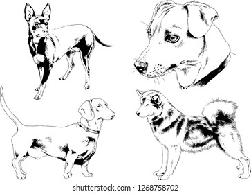 vector drawings sketches pedigree dogs in the racks drawn in ink by hand , objects with no background