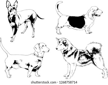 vector drawings sketches pedigree dogs in the racks drawn in ink by hand , objects with no background