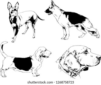 vector drawings sketches pedigree dogs in the racks drawn in ink by hand , objects with no background