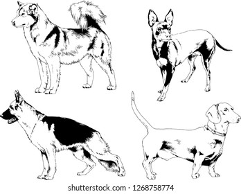 vector drawings sketches pedigree dogs in the racks drawn in ink by hand , objects with no background