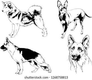 vector drawings sketches pedigree dogs in the racks drawn in ink by hand , objects with no background