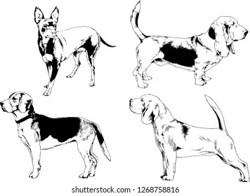 vector drawings sketches pedigree dogs in the racks drawn in ink by hand , objects with no background