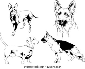 vector drawings sketches pedigree dogs in the racks drawn in ink by hand , objects with no background