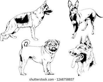 vector drawings sketches pedigree dogs in the racks drawn in ink by hand , objects with no background