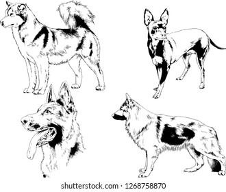 vector drawings sketches pedigree dogs in the racks drawn in ink by hand , objects with no background