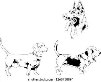 vector drawings sketches pedigree dogs in the racks drawn in ink by hand , objects with no background