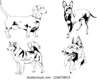 vector drawings sketches pedigree dogs in the racks drawn in ink by hand , objects with no background