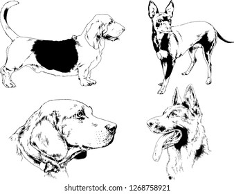 vector drawings sketches pedigree dogs in the racks drawn in ink by hand , objects with no background