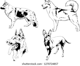 vector drawings sketches pedigree dogs in the racks drawn in ink by hand , objects with no background