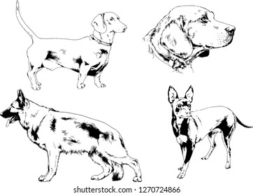 vector drawings sketches pedigree dogs in the racks drawn in ink by hand , objects with no background