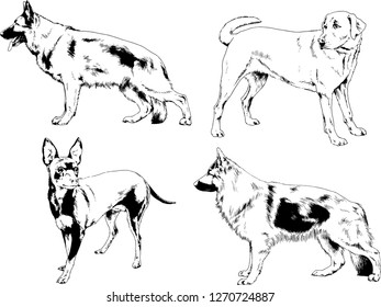 vector drawings sketches pedigree dogs in the racks drawn in ink by hand , objects with no background