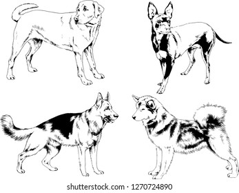 vector drawings sketches pedigree dogs in the racks drawn in ink by hand , objects with no background
