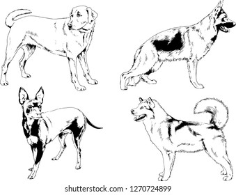 vector drawings sketches pedigree dogs in the racks drawn in ink by hand , objects with no background