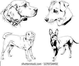 vector drawings sketches pedigree dogs in the racks drawn in ink by hand , objects with no background