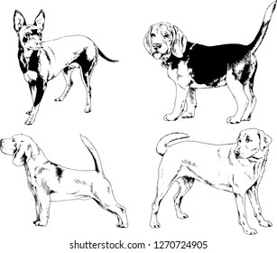 vector drawings sketches pedigree dogs in the racks drawn in ink by hand , objects with no background