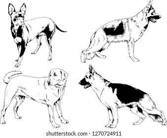 vector drawings sketches pedigree dogs in the racks drawn in ink by hand , objects with no background