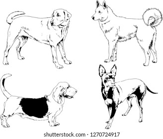 vector drawings sketches pedigree dogs in the racks drawn in ink by hand , objects with no background