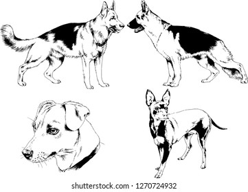 vector drawings sketches pedigree dogs in the racks drawn in ink by hand , objects with no background