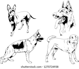 vector drawings sketches pedigree dogs in the racks drawn in ink by hand , objects with no background