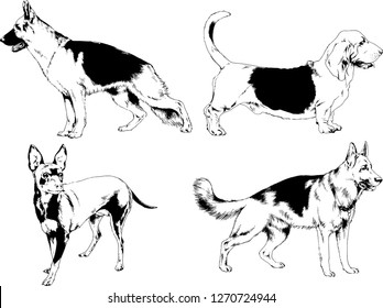 vector drawings sketches pedigree dogs in the racks drawn in ink by hand , objects with no background