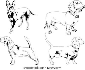 vector drawings sketches pedigree dogs in the racks drawn in ink by hand , objects with no background