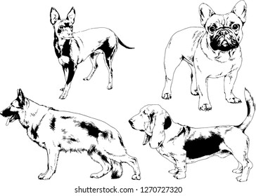 vector drawings sketches pedigree dogs in the racks drawn in ink by hand , objects with no background