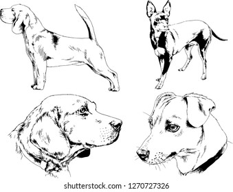 vector drawings sketches pedigree dogs in the racks drawn in ink by hand , objects with no background