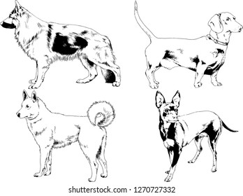 vector drawings sketches pedigree dogs in the racks drawn in ink by hand , objects with no background