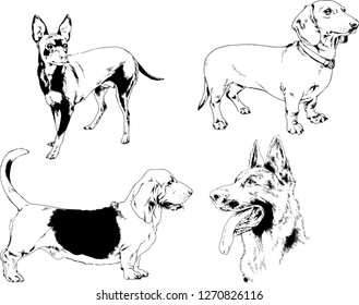 vector drawings sketches pedigree dogs in the racks drawn in ink by hand , objects with no background