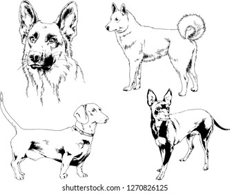 vector drawings sketches pedigree dogs in the racks drawn in ink by hand , objects with no background