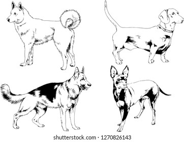 vector drawings sketches pedigree dogs in the racks drawn in ink by hand , objects with no background