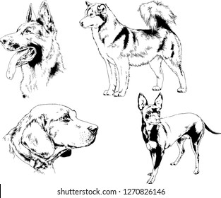vector drawings sketches pedigree dogs in the racks drawn in ink by hand , objects with no background