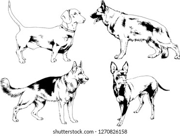 vector drawings sketches pedigree dogs in the racks drawn in ink by hand , objects with no background