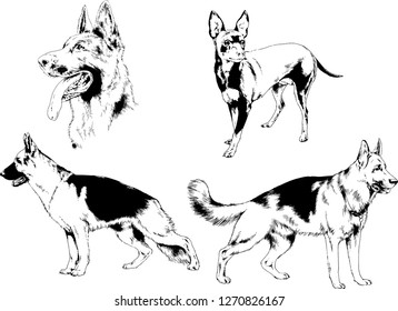 vector drawings sketches pedigree dogs in the racks drawn in ink by hand , objects with no background