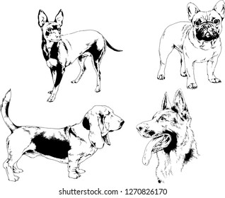vector drawings sketches pedigree dogs in the racks drawn in ink by hand , objects with no background