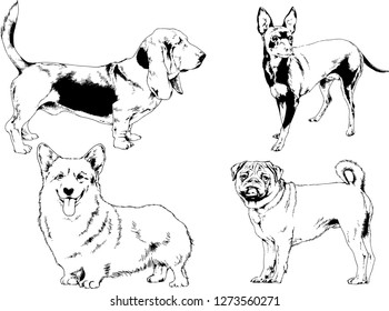 vector drawings sketches pedigree dogs in the racks drawn in ink by hand , objects with no background