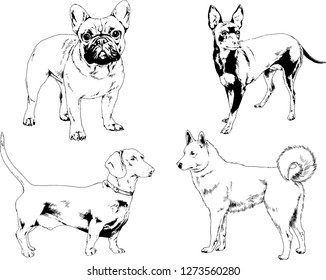 vector drawings sketches pedigree dogs in the racks drawn in ink by hand , objects with no background