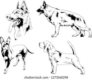 vector drawings sketches pedigree dogs in the racks drawn in ink by hand , objects with no background
