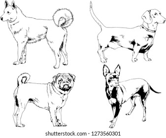 vector drawings sketches pedigree dogs in the racks drawn in ink by hand , objects with no background