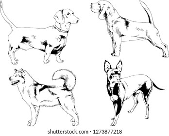 vector drawings sketches pedigree dogs in the racks drawn in ink by hand , objects with no background