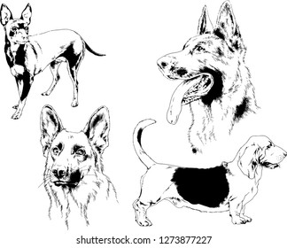 vector drawings sketches pedigree dogs in the racks drawn in ink by hand , objects with no background