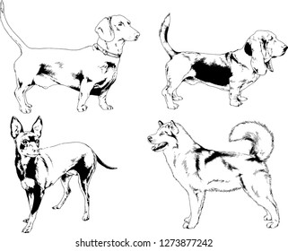 vector drawings sketches pedigree dogs in the racks drawn in ink by hand , objects with no background