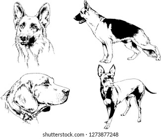 vector drawings sketches pedigree dogs in the racks drawn in ink by hand , objects with no background